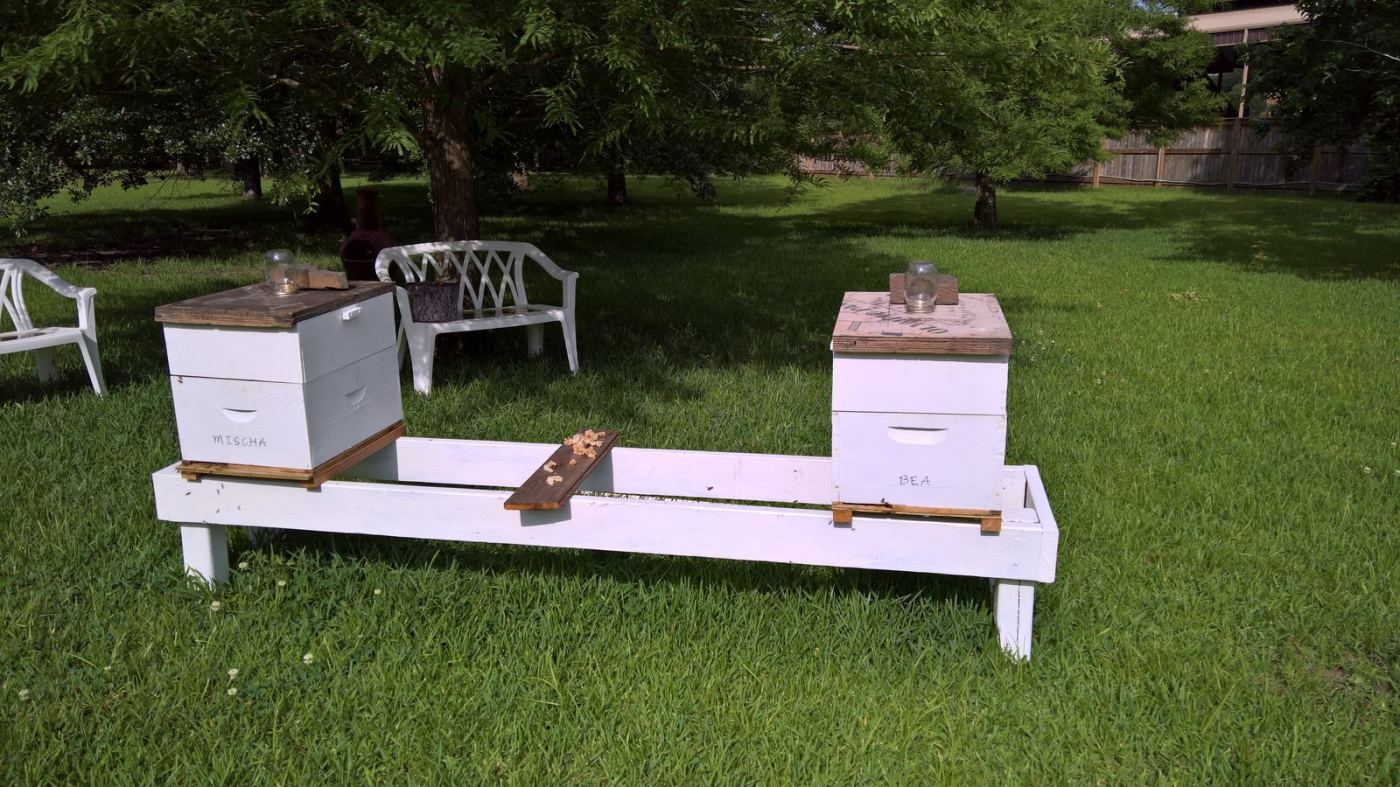 Bees working at the hive entrance