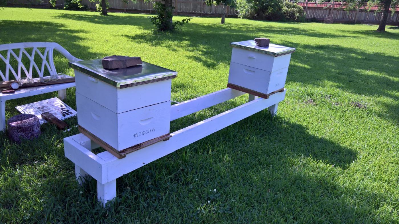 Hives in evening light