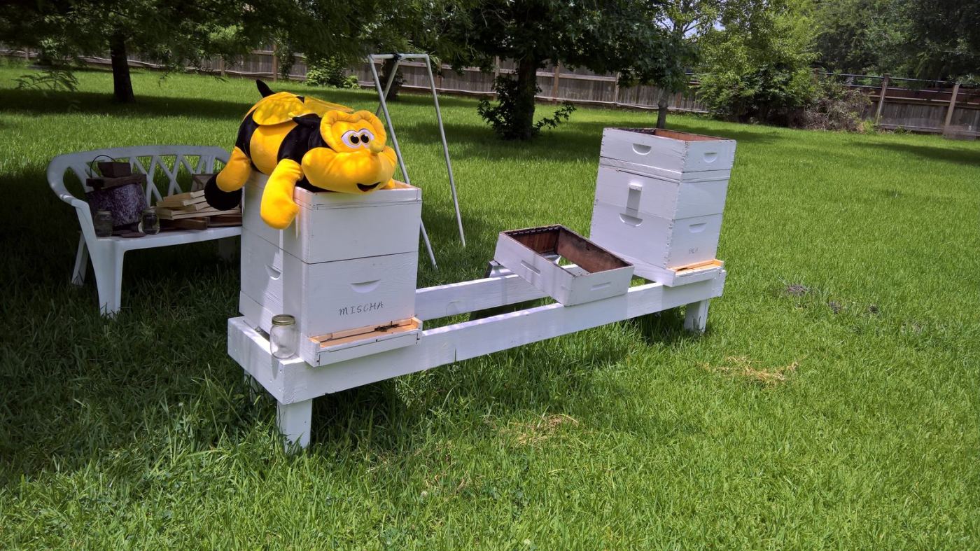 Open hive inspection with frames of bees