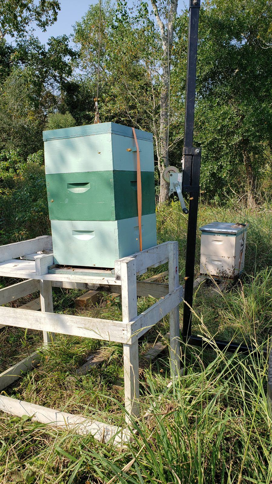 Elevated beehives on sturdy stands