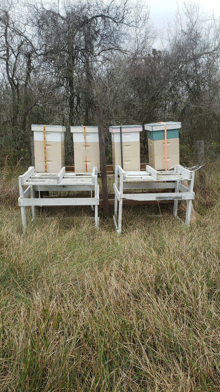 Winter hive check