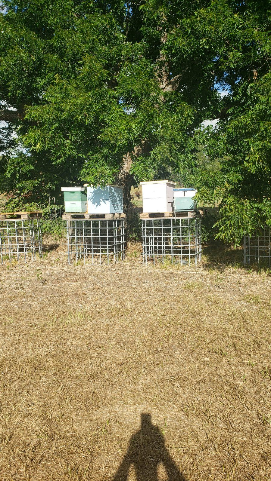 Bee yard work 2022