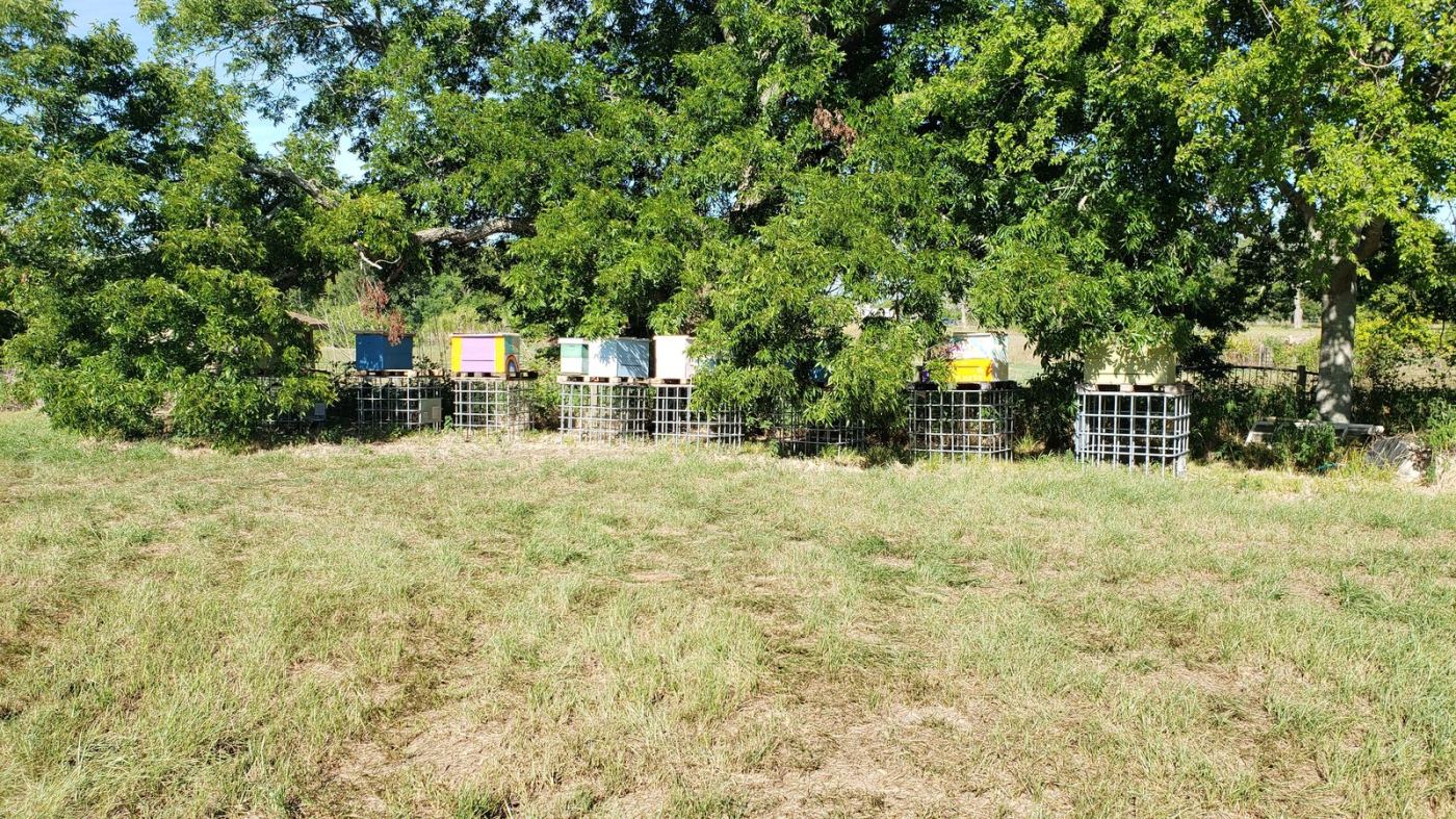 Beehives on IBC tote stands in the Brazoria County yard
