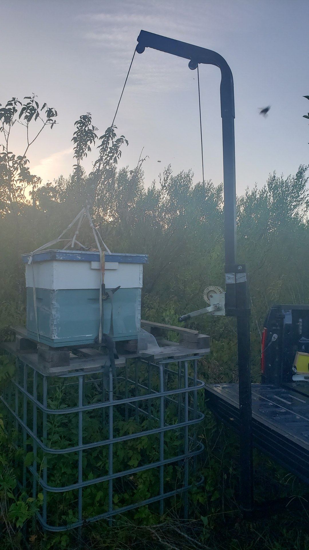 Dawn in the Brazoria County yard: a hive on an IBC tote stand, truck crane ready, a bee already in the air