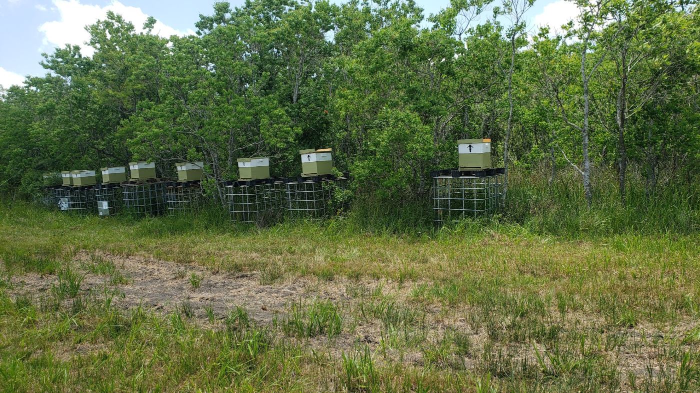 Beehives on IBC tote stands along the woods