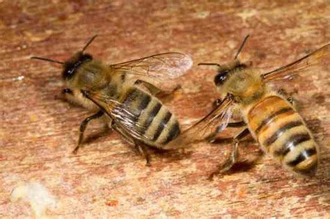 russian vs carni bee